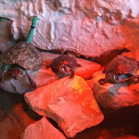 Bed & Breakfast Pollushof Panzio Es Etterem Csolnok
